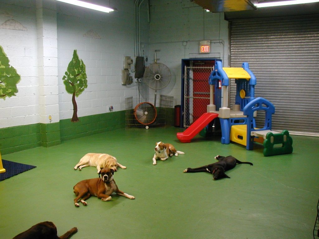 Dog Room Ideas