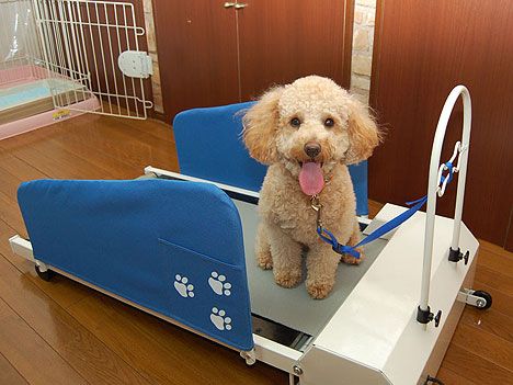 Dog Treadmill