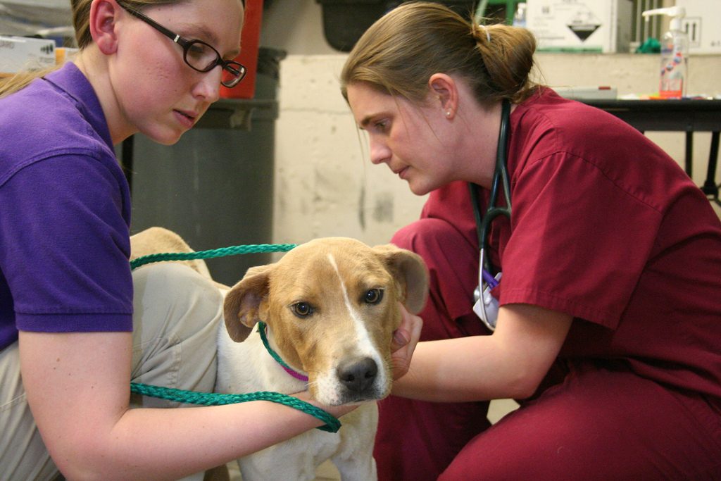 Animal Shelter Kent County