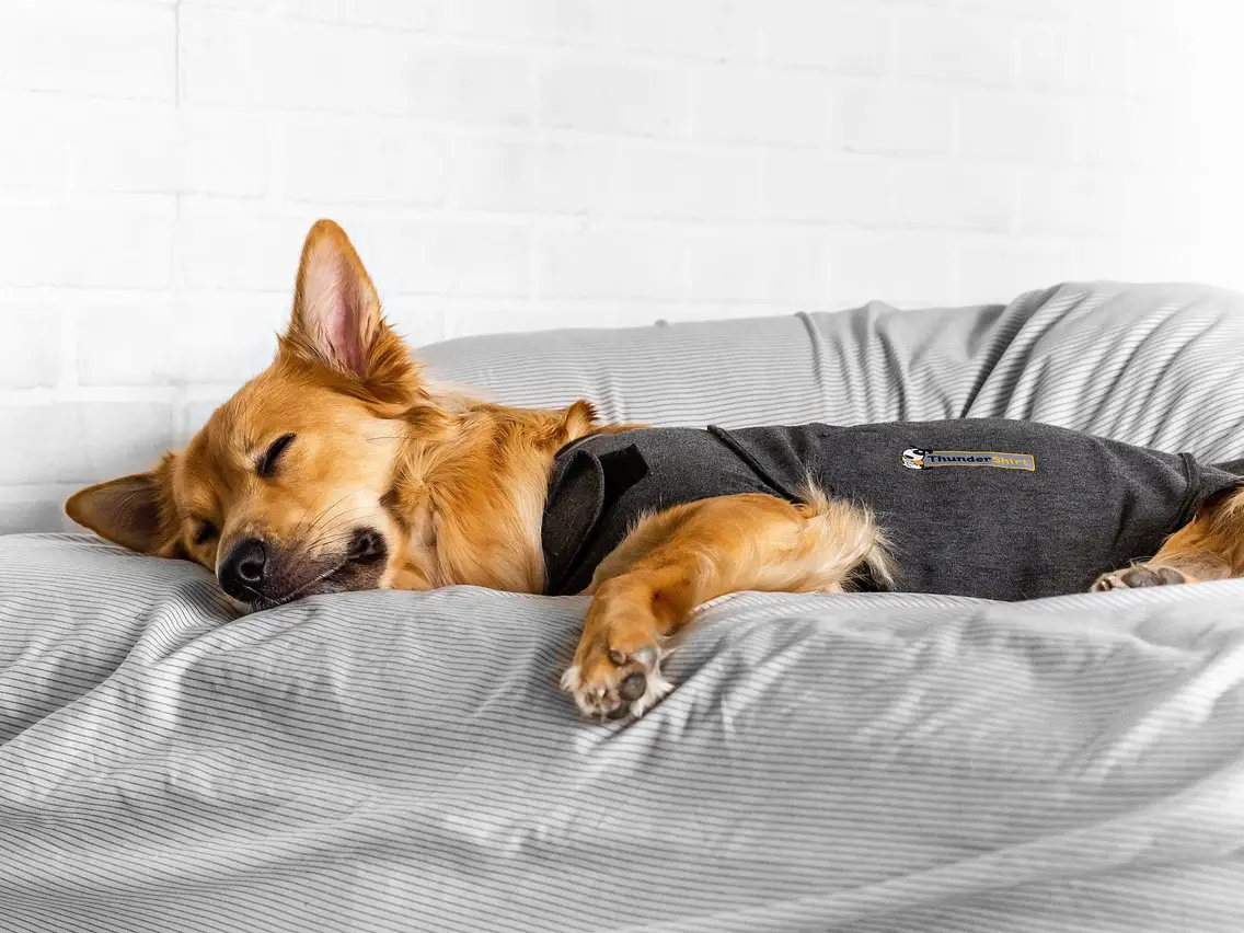 Thunder Shirts for Dogs
