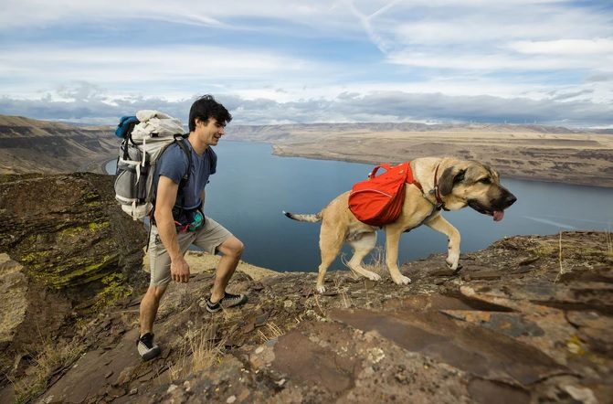 dog backpack