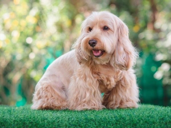 705d2d93d4-min cocker spaniel poodle mix