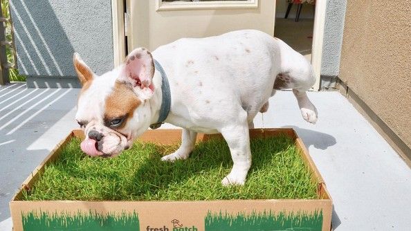 Dog Grass Pad