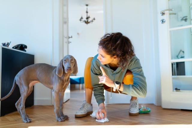 How To Potty Train A Dog