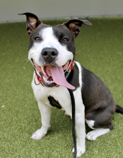 SPCA Titusville