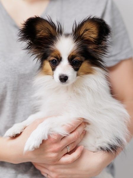 A papillon-min A papillon