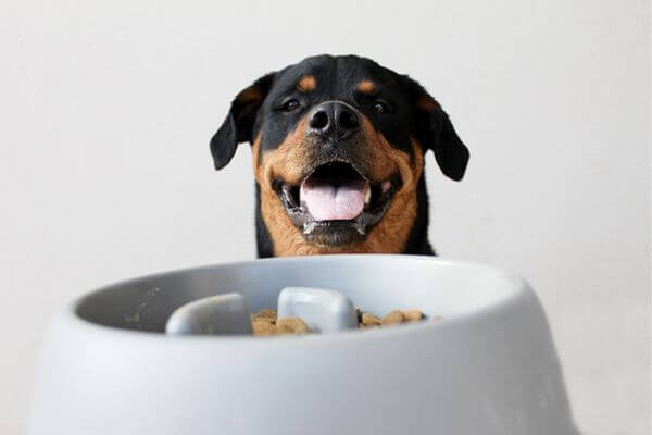 ACANA Red Meat Reacipe, Grain-free Dry Dog Food