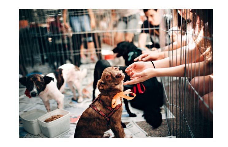 Adopt A Dog From Lab Rescue Of Atlanta