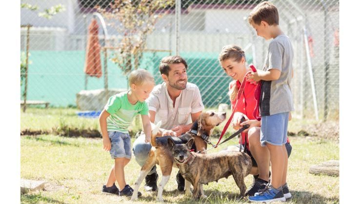 Adopting A Dog From Lab Rescue Of Atlanta