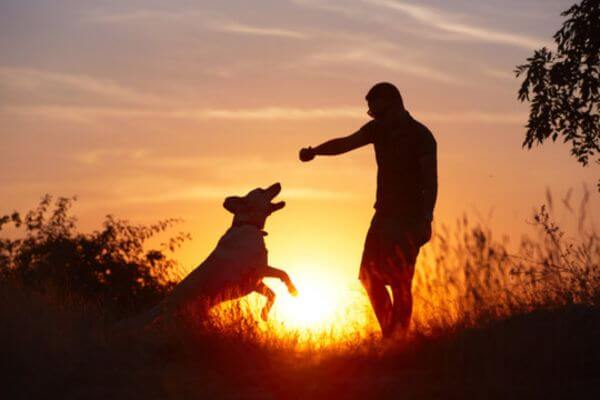 Adopting A Dog