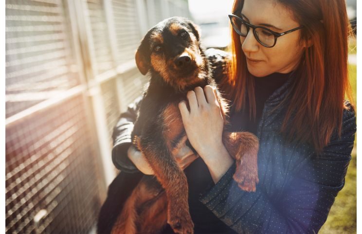 Adoption Stories from the Shelter