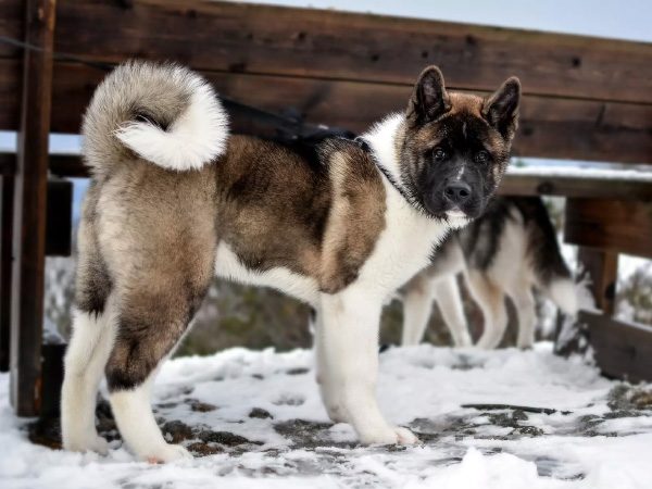 Akita Dog 101: The Ultimate Guide to This Amazingly Brave and Loyal Breed