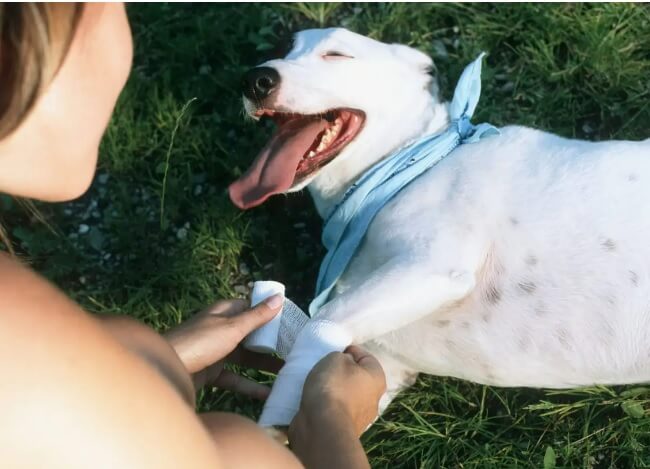 Put Neosporin On A Dog