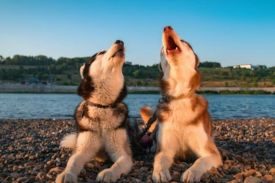 Dogs Howl