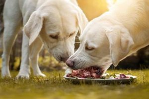 Are Dogs Carnivores