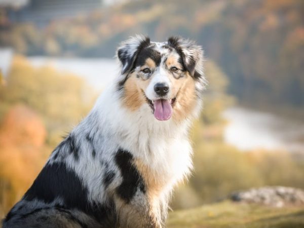 Australian Shepherd