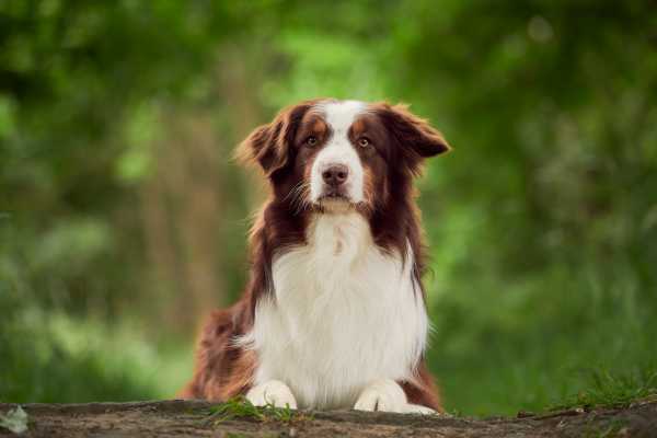 Australian Shepherds