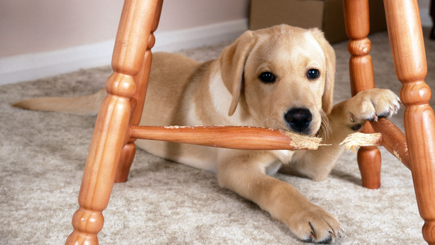 Doggie DIY Disasters