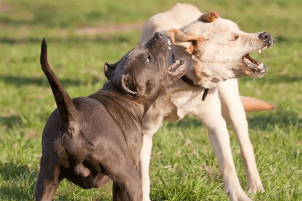Bait Dog