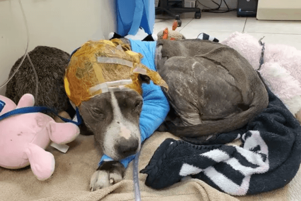 Bait Dog