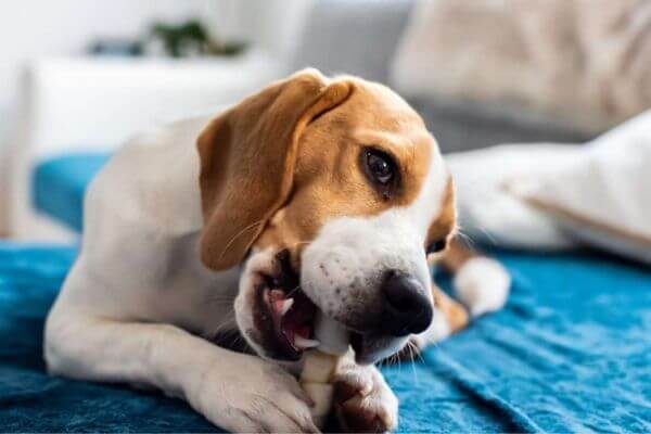 Barkbox Super Chewer