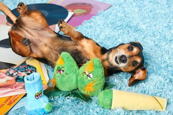Barkshop