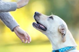 Canine Communication