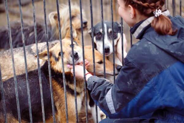 Dog Shelter
