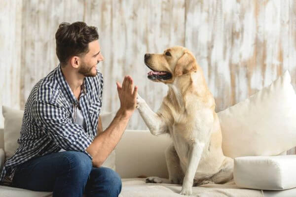 Adopting A Dog