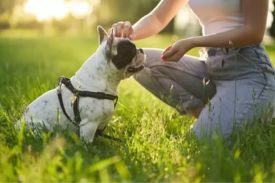 Dare To Wag