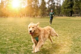 Canine Companion