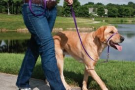 Gentle Leader Head Dog Collar