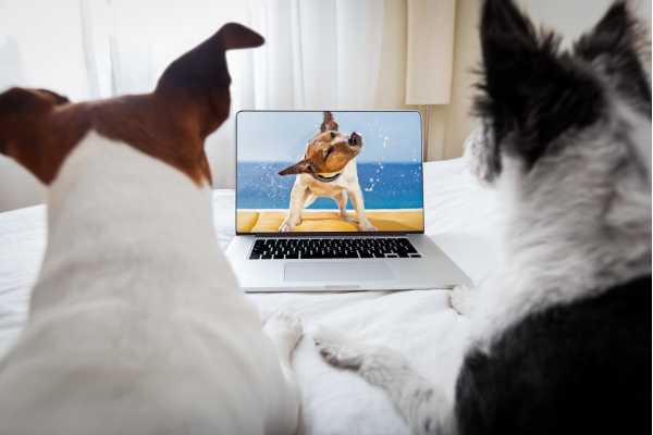 Best Dog Movies