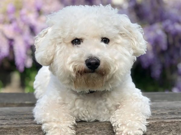 Bichon-Frises