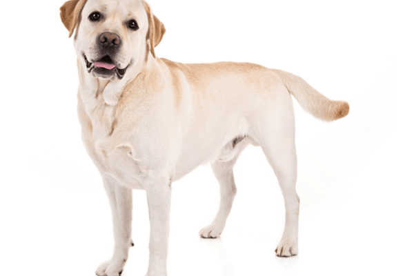 Big Hypoallergenic Dogs