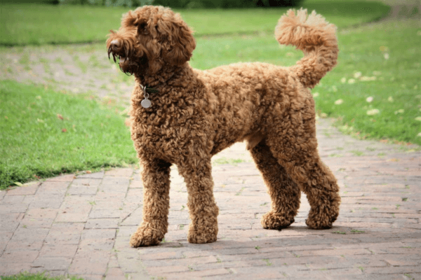 Big Hypoallergenic Dogs
