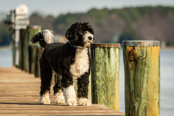 Big Hypoallergenic Dogs