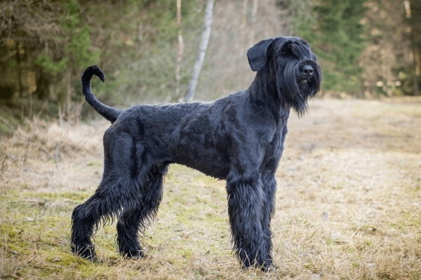 Big Hypoallergenic Dogs