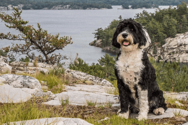 Big Hypoallergenic Dogs