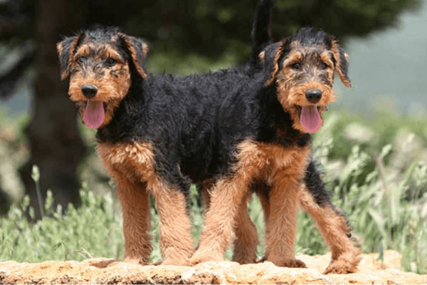 Big Hypoallergenic Dogs