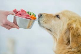 Orijen Dog Food