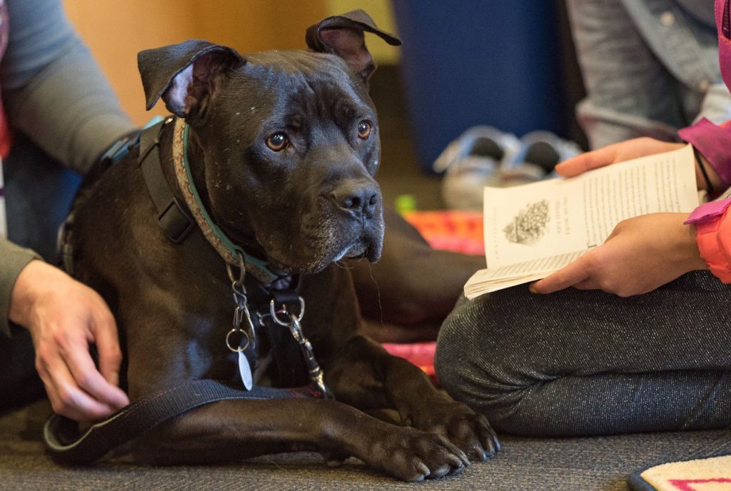 Brampton Animal Shelter