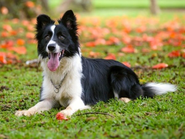 Border Collie