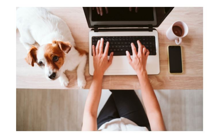 Bring Dogs To Work