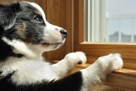 Next Day Pets