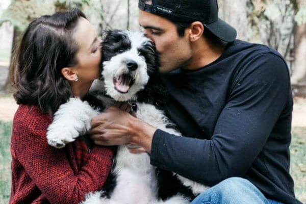 Mini Sheepadoodle