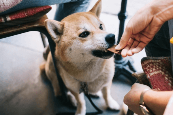 Brunch Dog Friendly