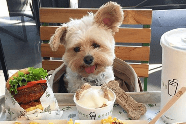 Brunch Dog Friendly 