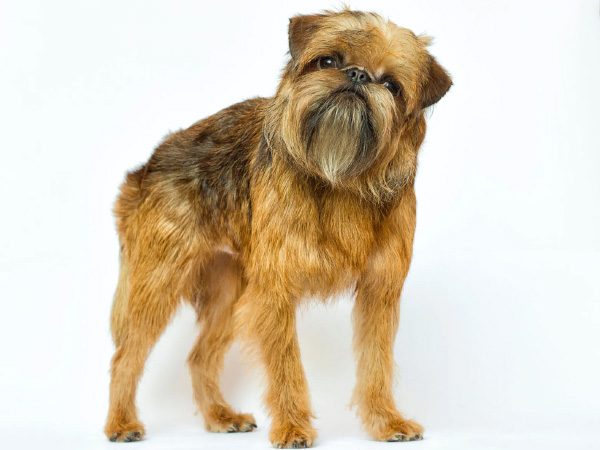 Brussels-Griffons