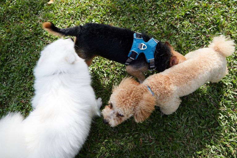 Why Do Dogs Sniff Butts